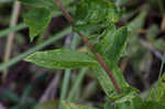 Canada goldenrod